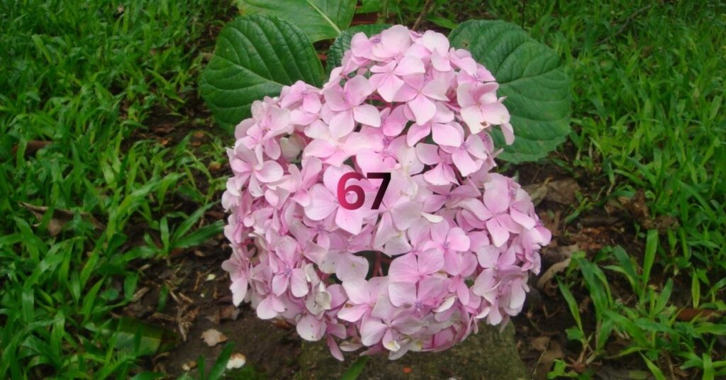 Panicle Hydrangea Guide