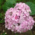 Panicle Hydrangea Guide