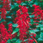 Sumaksläktet (Rhus) – Anacardiaceae Family