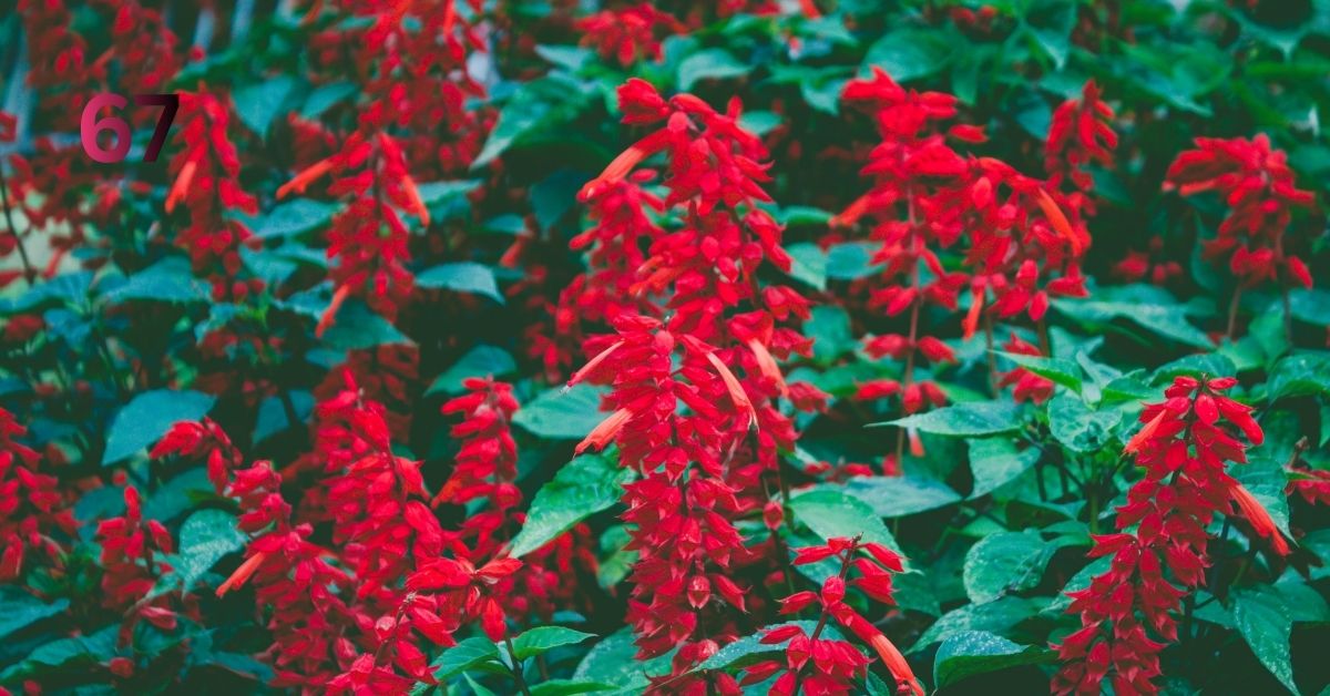 Sumaksläktet (Rhus) – Anacardiaceae Family